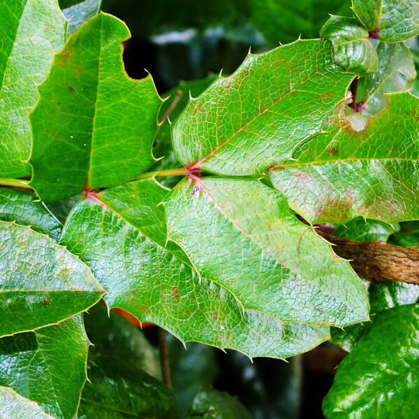 Berberis aquifolium Ліст