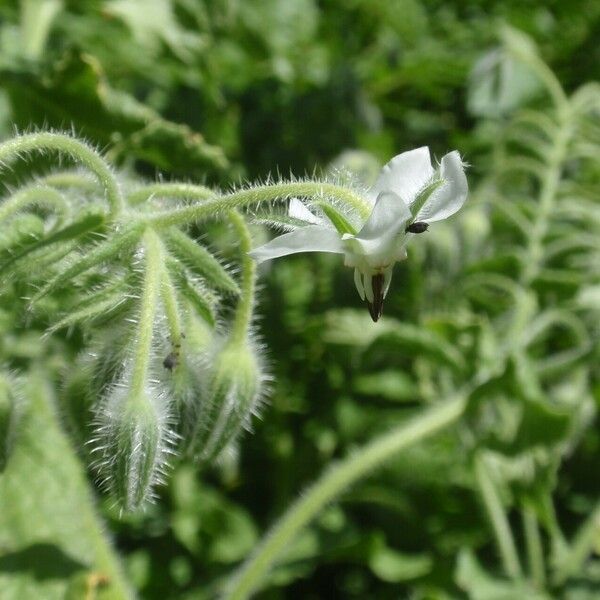 Borago officinalis Fleur