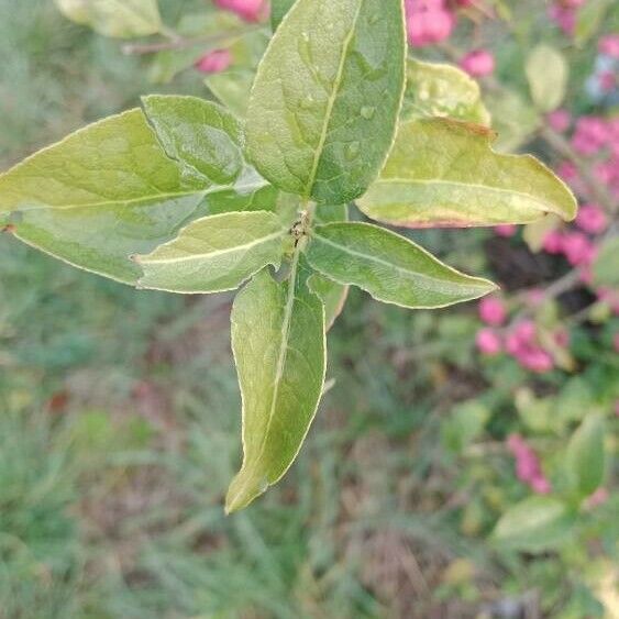 Euonymus europaeus Листок