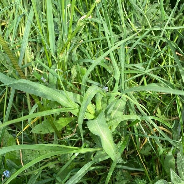 Tragopogon pratensis ഇല