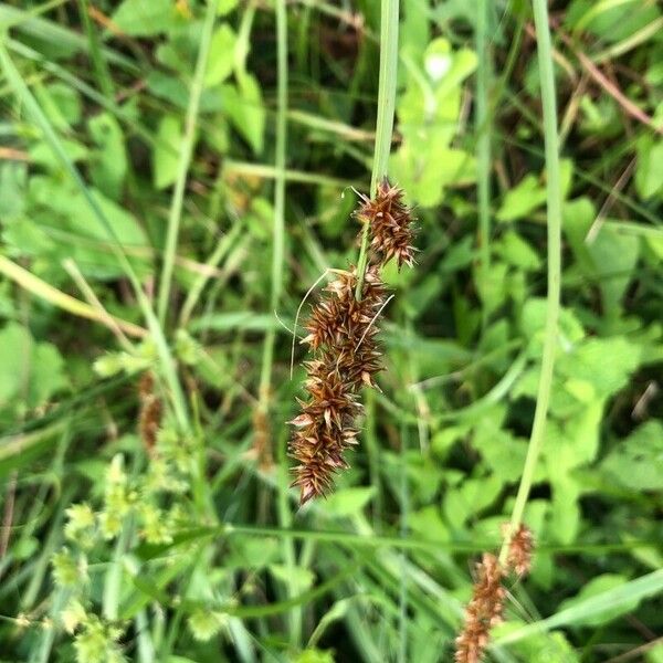 Carex vulpina Virág