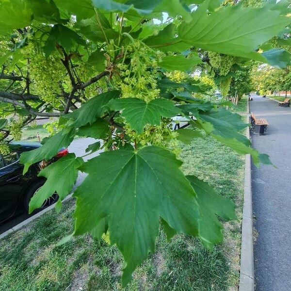 Acer pseudoplatanus Frunză
