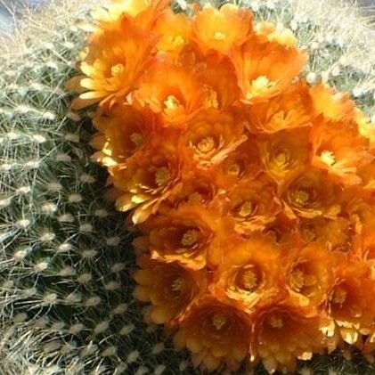 Parodia haselbergii Flors