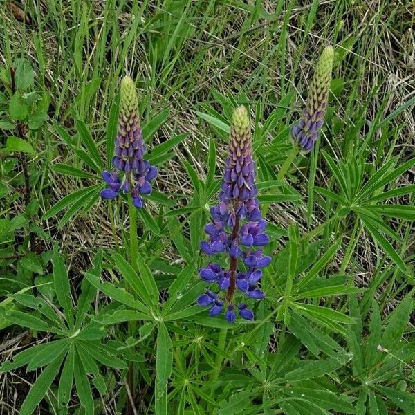 Lupinus polyphyllus Flower