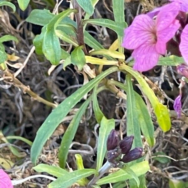Erysimum linifolium Leaf