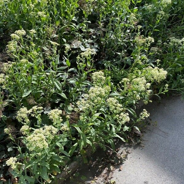 Lepidium draba 整株植物