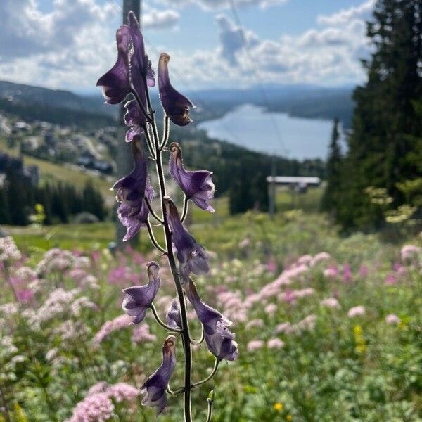 Aconitum septentrionale Cvet