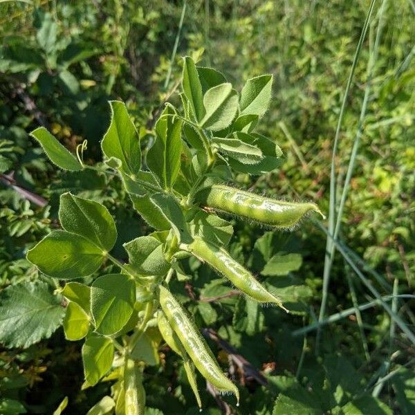 Vicia narbonensis Fruit