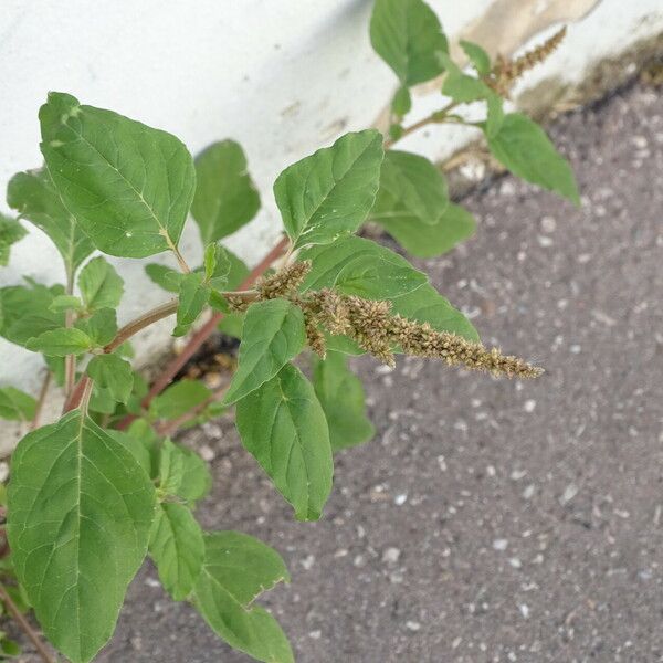 Amaranthus deflexus Flower