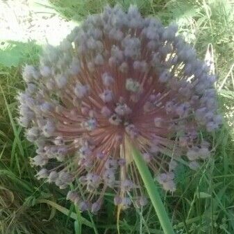 Allium ampeloprasum Blomma