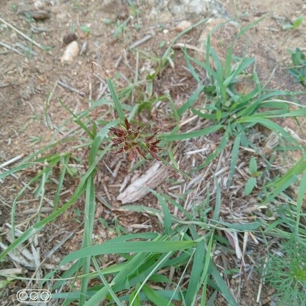 Cyperus esculentus Flor