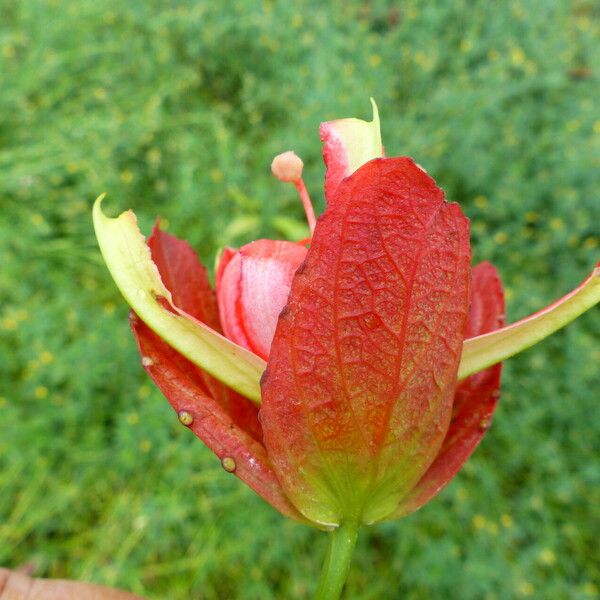Passiflora coccinea 花