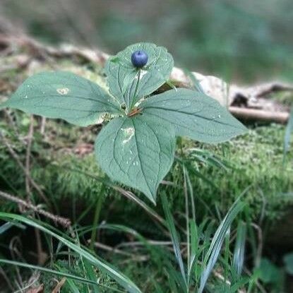 Paris quadrifolia Ffrwyth