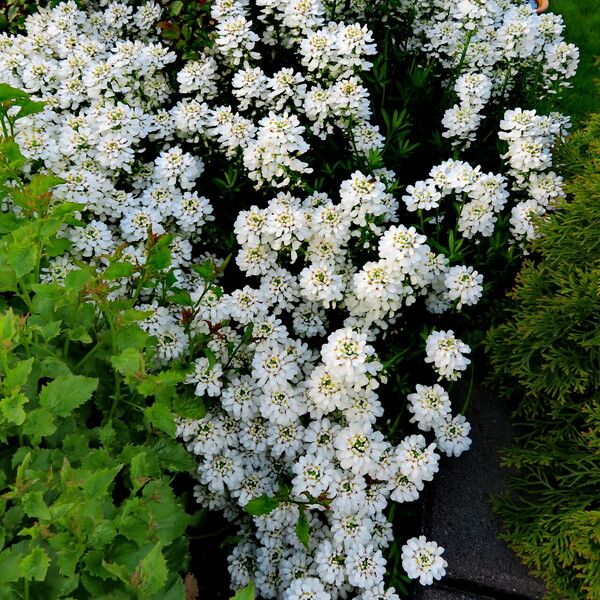 Iberis sempervirens Pokrój