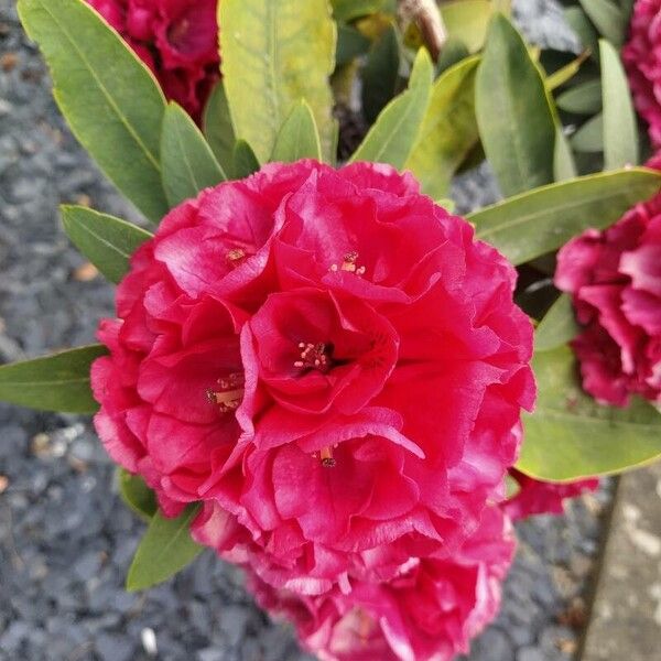 Rhododendron ferrugineum Кветка