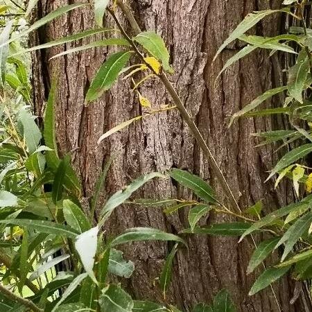 Salix pentandra Bark