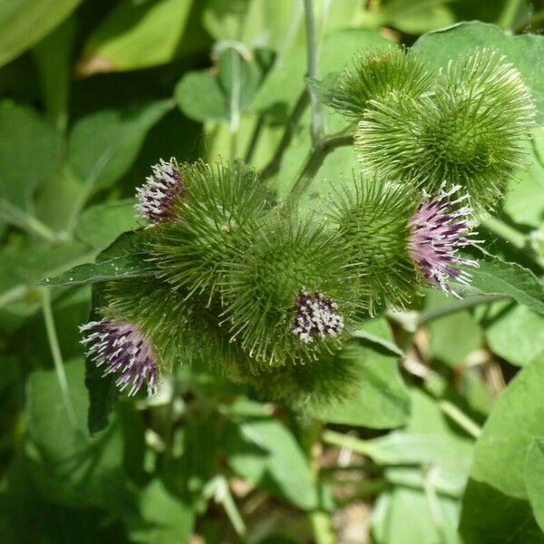 Arctium minus Flower