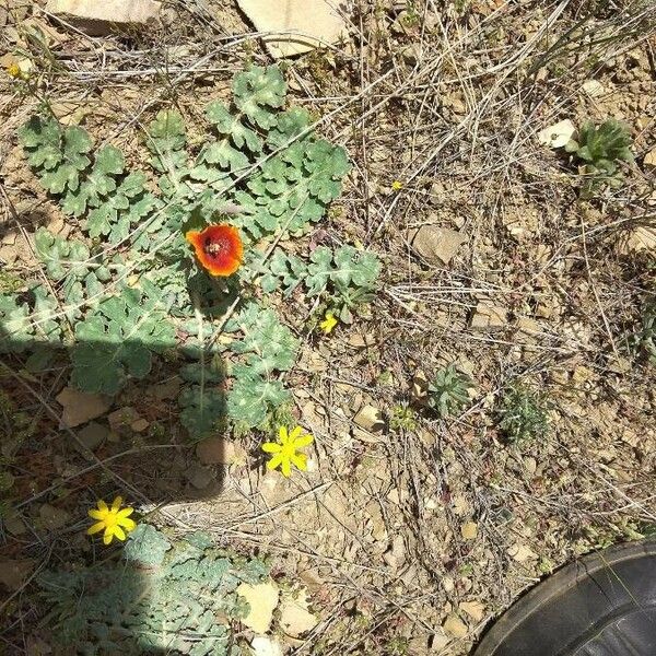 Glaucium corniculatum Yaprak