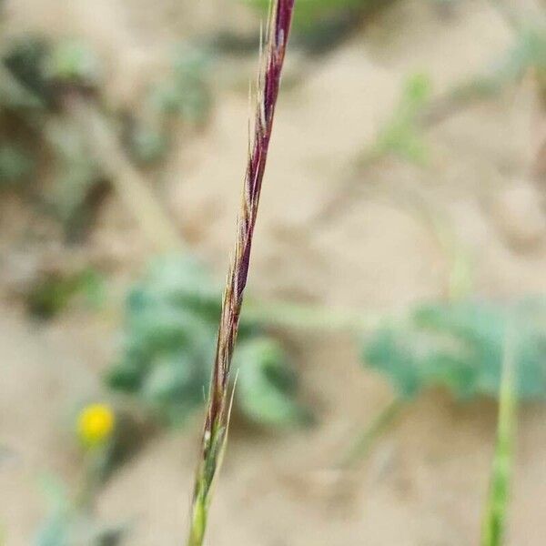 Festuca myuros Fruit