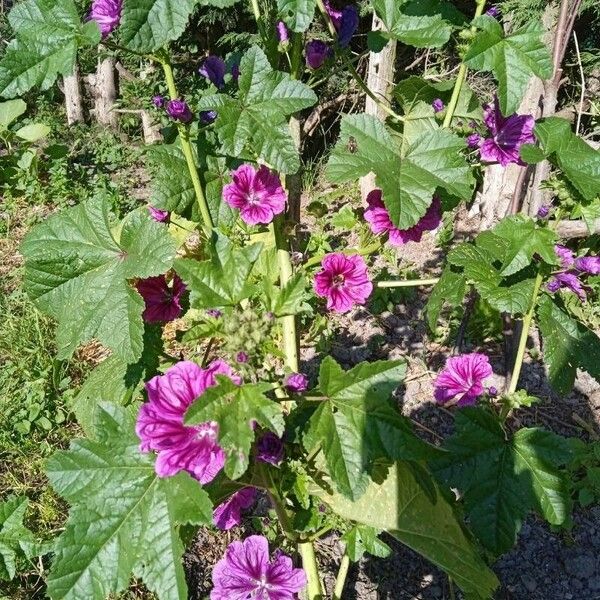 Malva setigera Flower