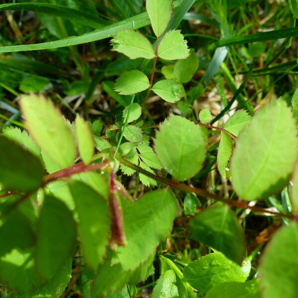 Rosa pendulina Leaf