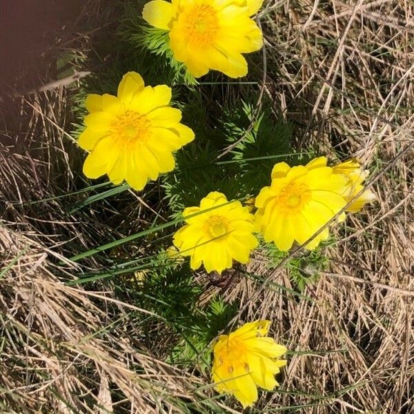 Adonis vernalis Λουλούδι