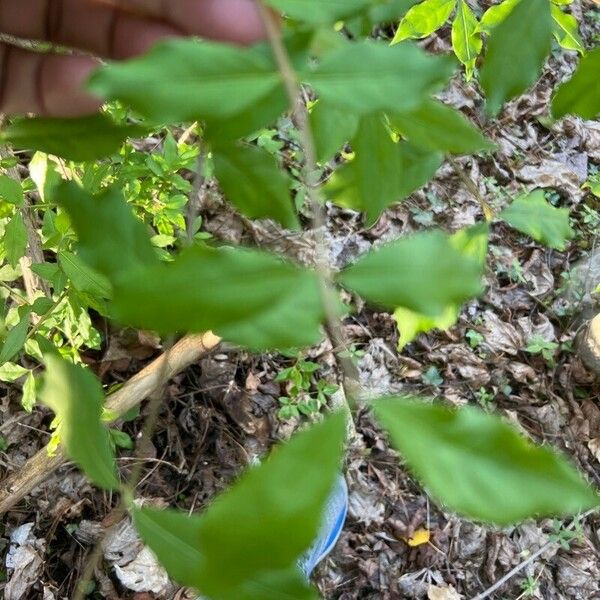 Ilex decidua Blatt