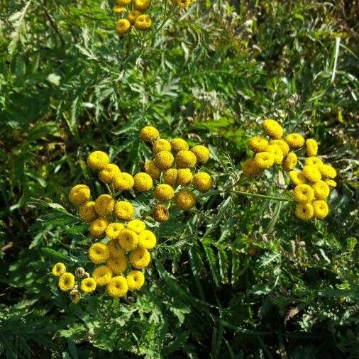 Tanacetum vulgare 整株植物