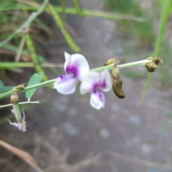 Tephrosia noctiflora Flors