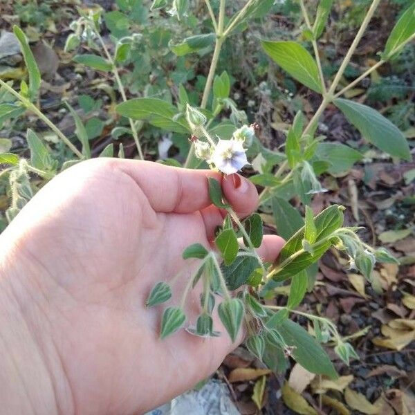 Trichodesma zeylanicum Květ