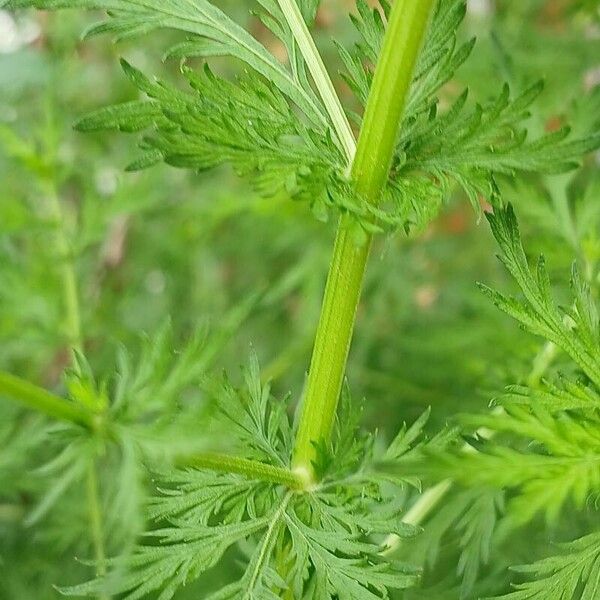 Artemisia annua Casca