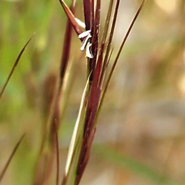 Aristida adscensionis Çiçek