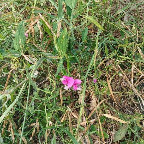 Lathyrus latifolius Pokrój