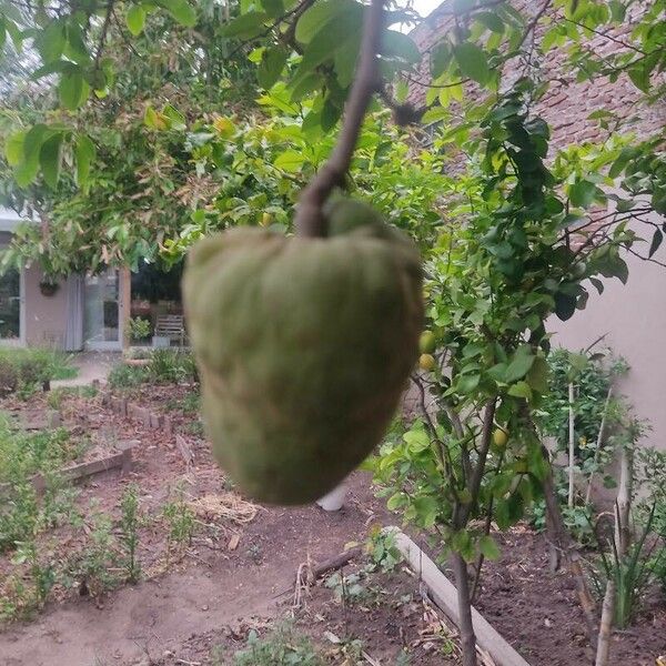 Annona cherimola Fruit