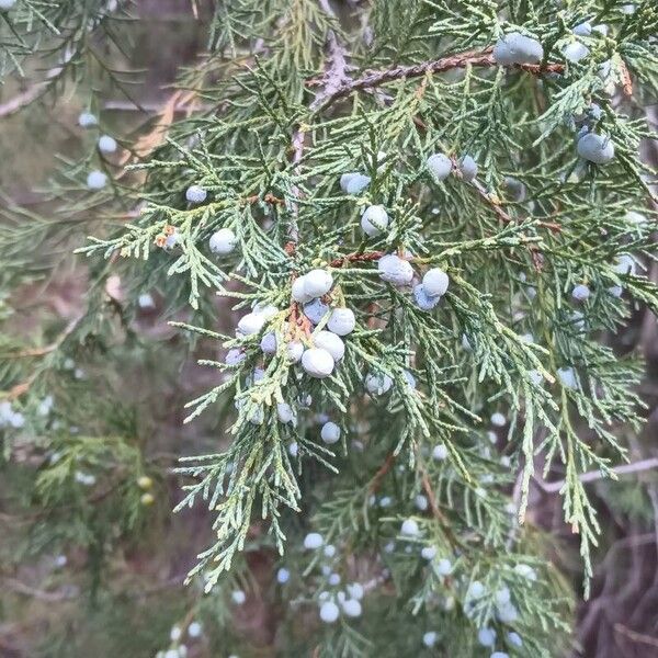 Juniperus scopulorum List