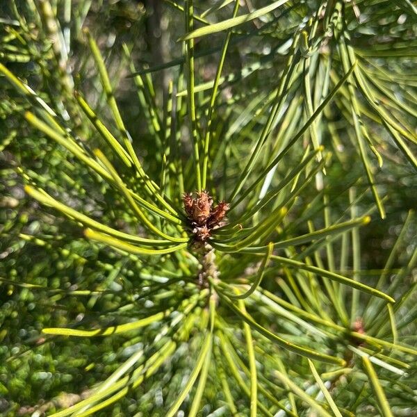 Pinus bungeana Fleur