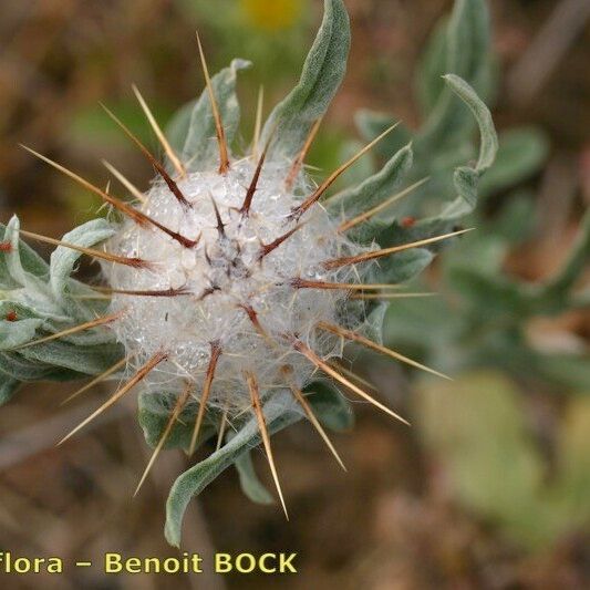Centaurea eriophora Fruit