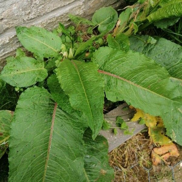 Rumex obtusifolius आदत