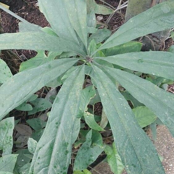 Anthurium pentaphyllum Fulla