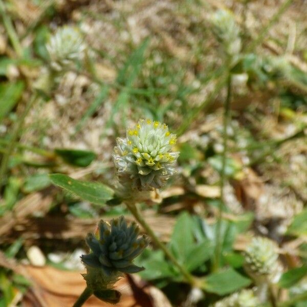 Gomphrena celosioides Цвят