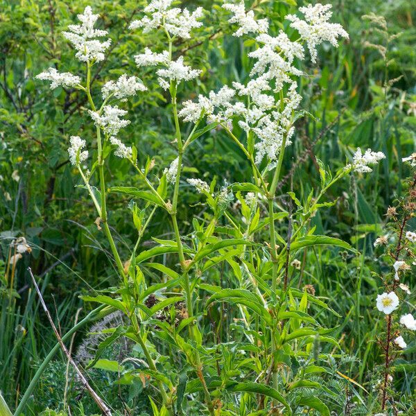 Aconogonum alpinum Altres