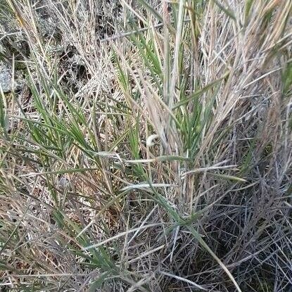 Distichlis spicata Blatt