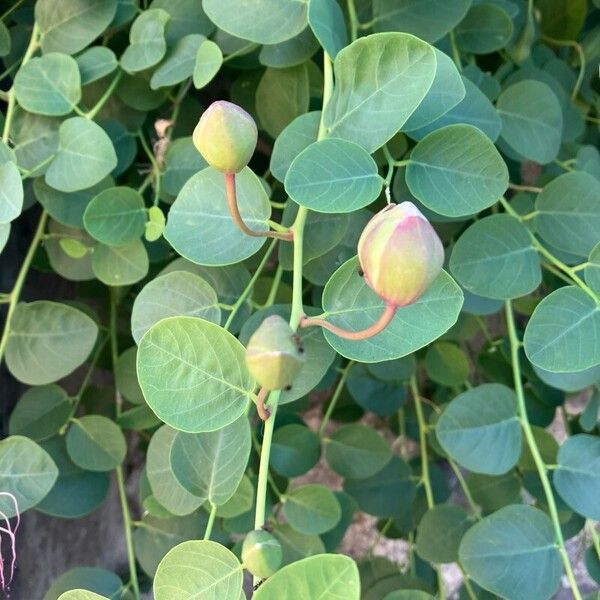 Capparis spinosa Levél