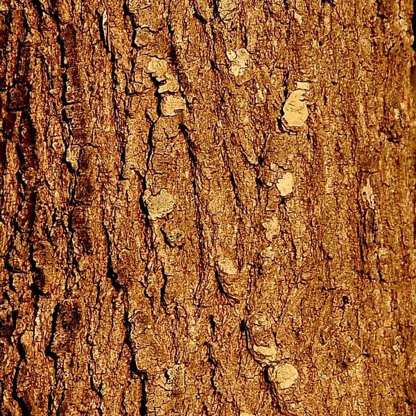 Peltophorum africanum Bark