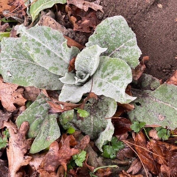 Verbascum boerhavii Habit