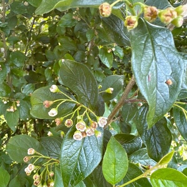 Cotoneaster acutifolius Hoja