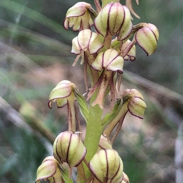 Orchis anthropophora Blüte