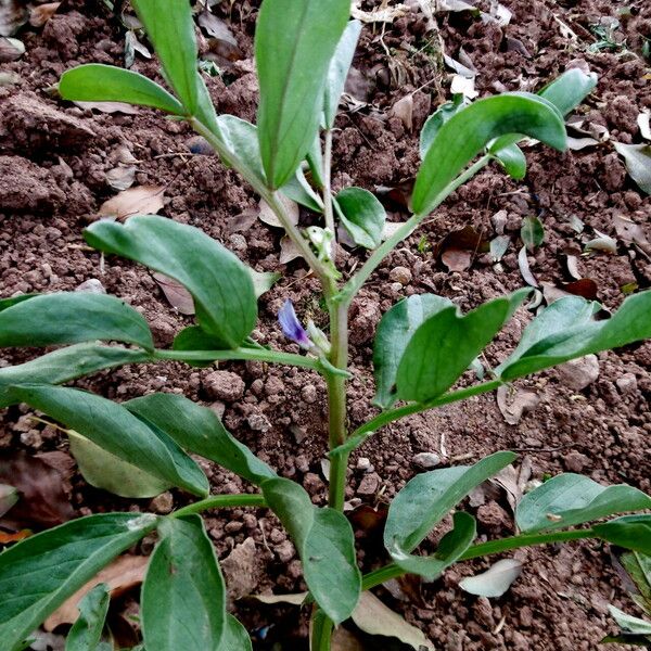 Vicia faba Blad