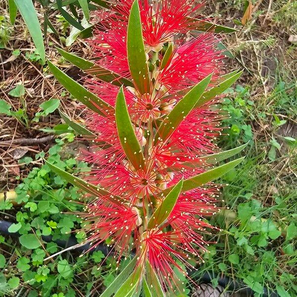 Melaleuca viminalis फूल