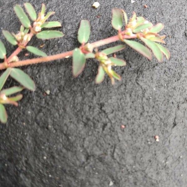 Euphorbia prostrata Blatt